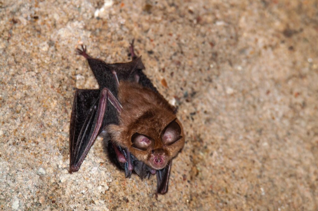 Horseshoe bat, Murcielago de herradura with a baby